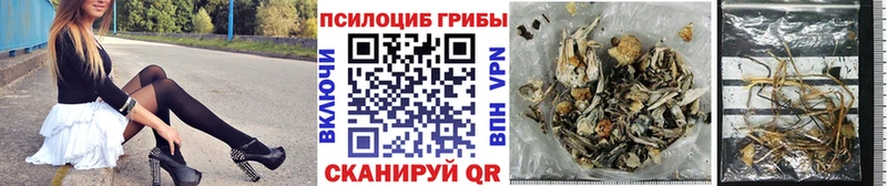 shop официальный сайт  закладки  Суджа  Псилоцибиновые грибы Psilocybe 