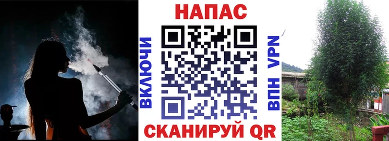 где найти   Суджа  Бошки марихуана SATIVA & INDICA 